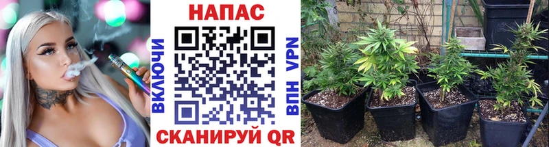 Шишки марихуана гибрид Инта